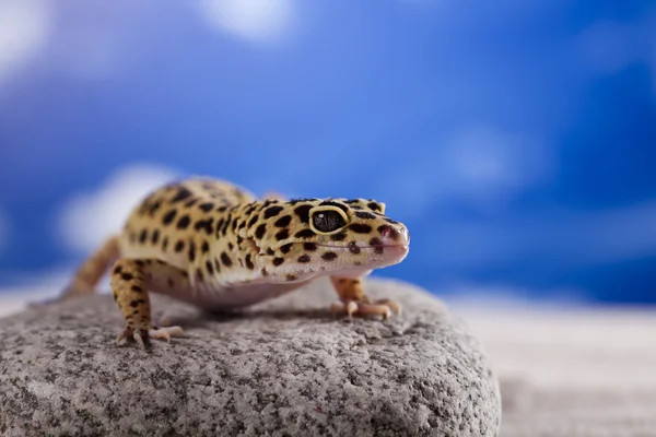 Леопардовый геккон — стоковое фото