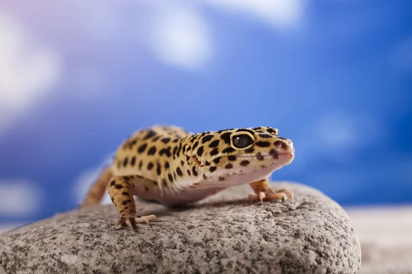 Gecko de leopardo — Fotografia de Stock