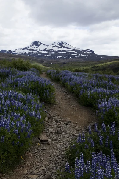 Iceland flowers — Stock Photo, Image