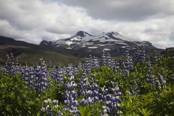 stock image Iceland flowers