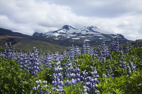 Stock image Iceland flowers