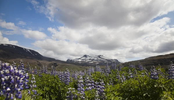Izland virágok — Stock Fotó