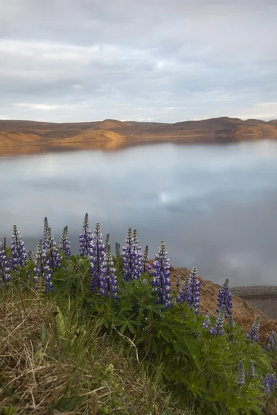 Lake Iceland — Fotografia de Stock