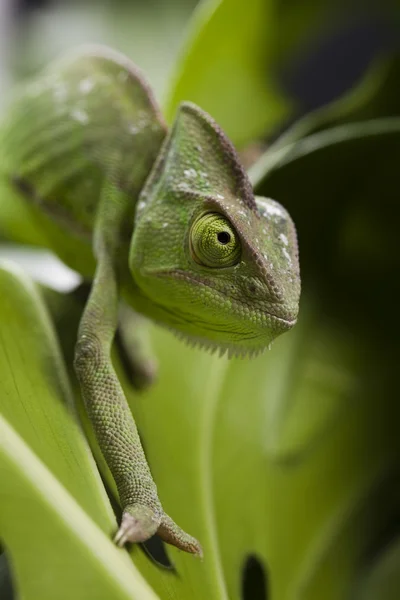 stock image Chameleon on the leaf