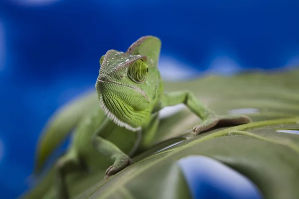 Kameleon na liściu — Zdjęcie stockowe