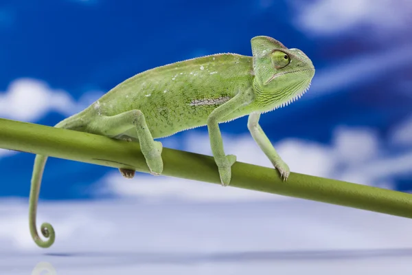 stock image Chameleon on the blue sky