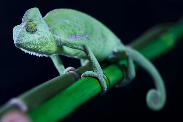 Camaleón verde —  Fotos de Stock