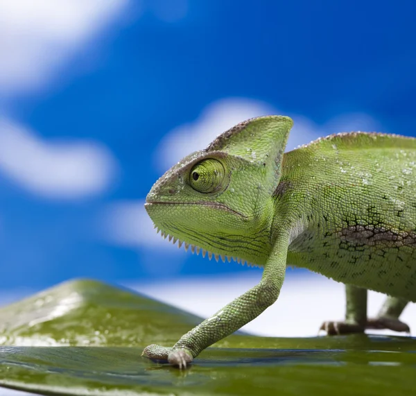 Chameleon na modré obloze — Stock fotografie