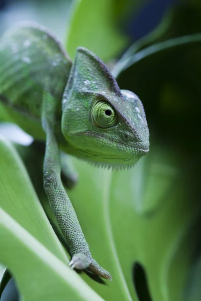 Ještěrka rodiny, chameleon — Stock fotografie