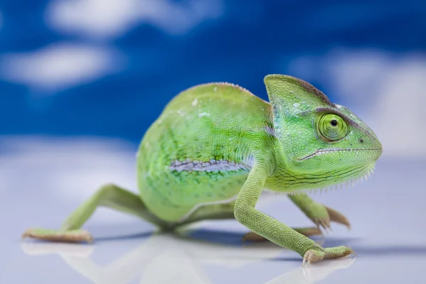 Chameleon na modré obloze — Stock fotografie