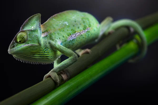 Lizard families, Chameleon — Stock Photo, Image