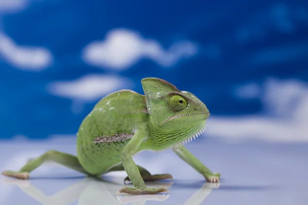 Chameleon on the blue sky — Stock Photo, Image