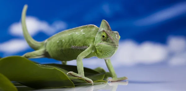 Chameleon บนท้องฟ้าสีฟ้า — ภาพถ่ายสต็อก