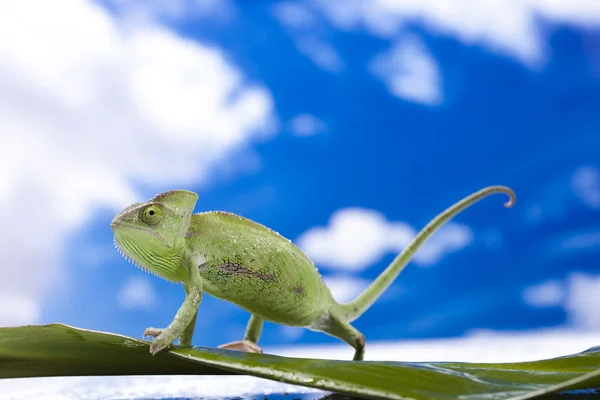 Kameleon na błękitne niebo — Zdjęcie stockowe