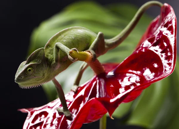 Kameleon og blomst – stockfoto
