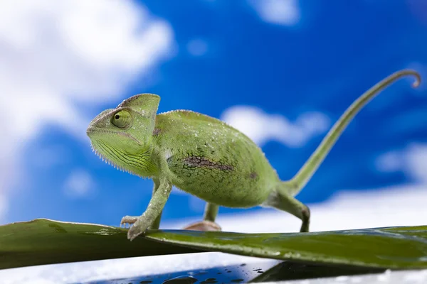 stock image Chameleon on the blue sky
