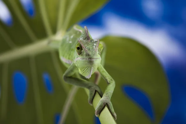 stock image Chameleon on the blue sky