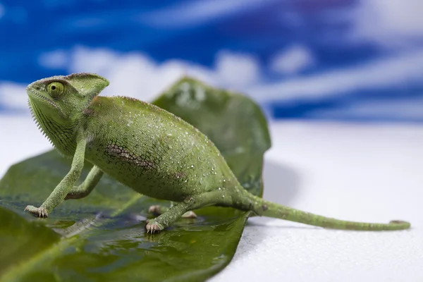 stock image Chameleon on the blue sky