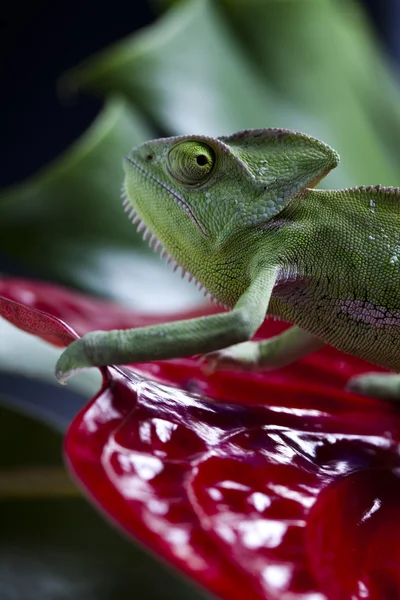 stock image Chameleon and flower