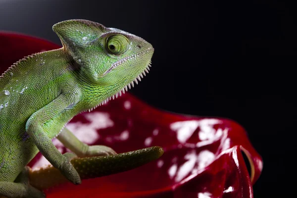 stock image Chameleon