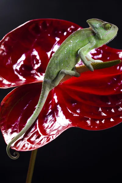 stock image Chameleon and flower