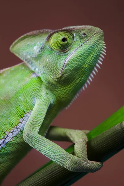 Kameleont — Stockfoto