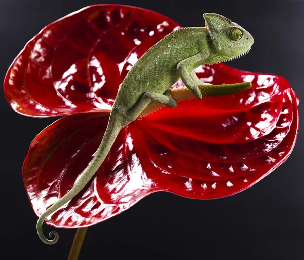 Chameleon and flower — Stock Photo, Image