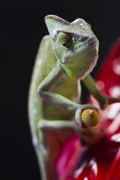 Chameleon a květina — Stock fotografie