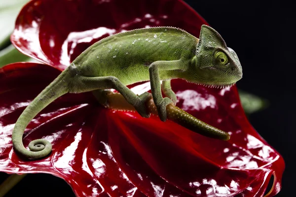 stock image Flower on chameleon