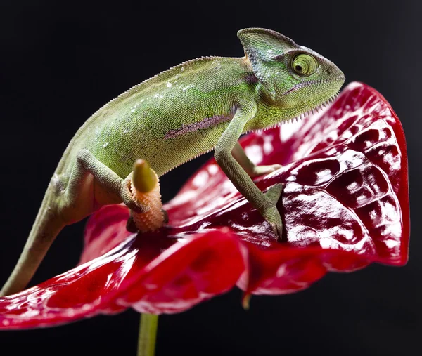 Flor em camaleão — Fotografia de Stock