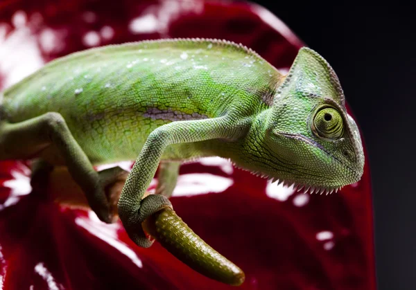 Flower on chameleon — Stock Photo, Image