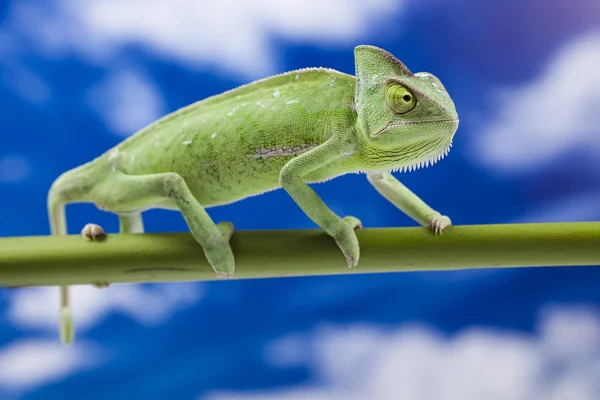 stock image Chameleon on the blue sky