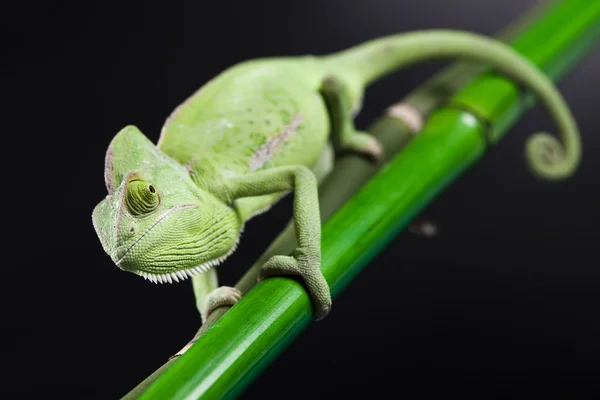 Zelené zvíře, Chameleon — Stock fotografie