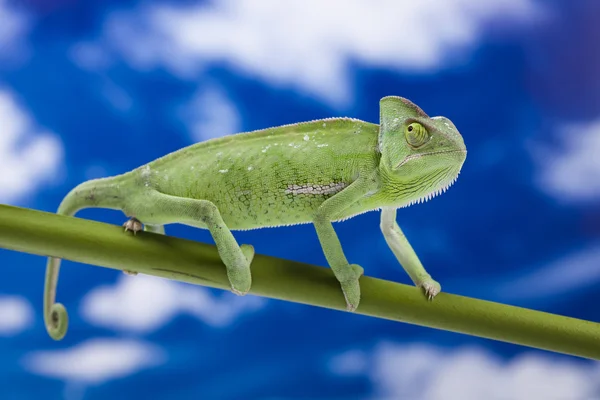 Stock image Chameleon on the blue sky