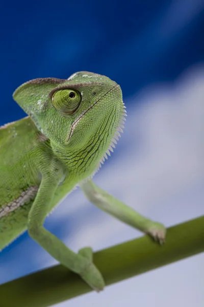 Kameleon na błękitne niebo — Zdjęcie stockowe