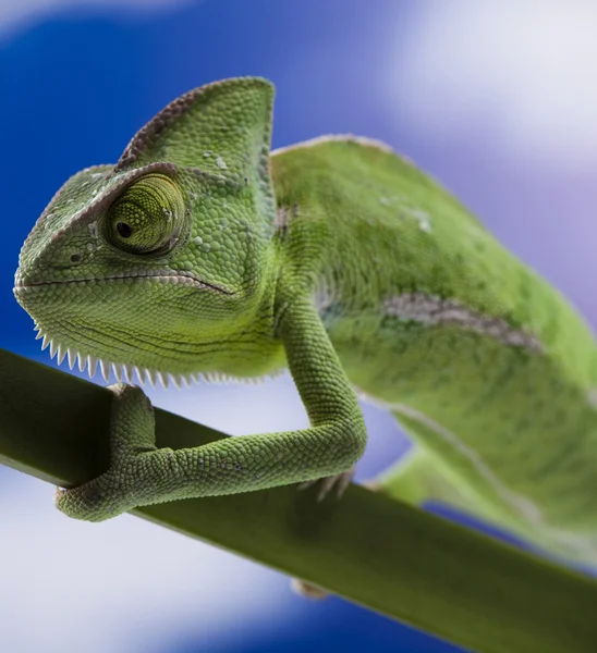 Chameleon on the blue sky — Stock Photo, Image