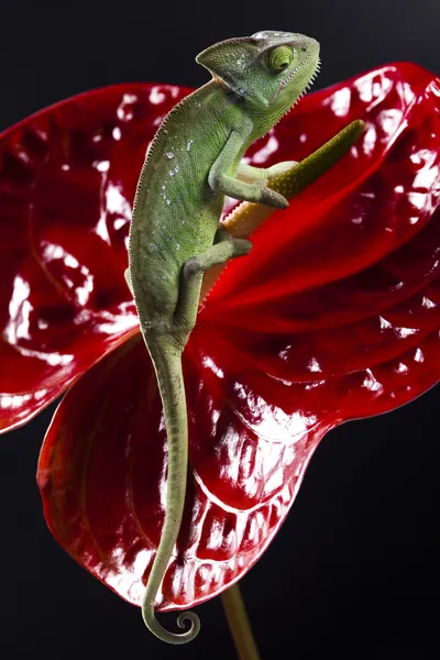 stock image Flower on chameleon