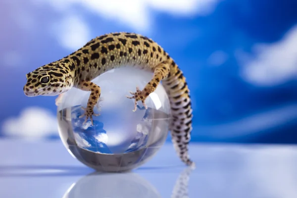 Globe in gecko Stockfoto