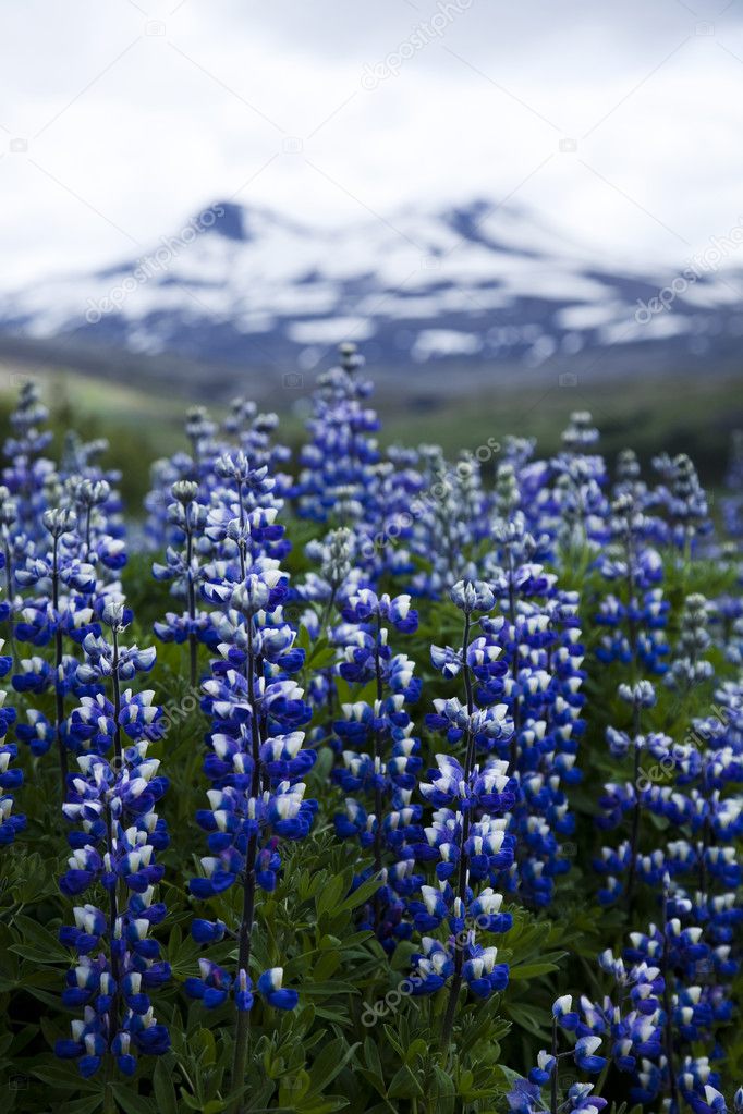 Iceland flowers — Stock Photo © JanPietruszka #8837408