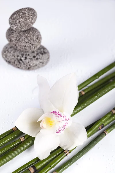 Martwa natura z orchidea kwiat, zen — Zdjęcie stockowe
