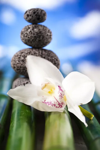 Still life, with orchid flower, zen — Stock Photo, Image