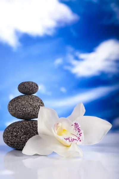 Still life, with orchid flower, zen — Stock Photo, Image