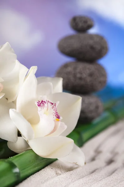 Csendélet, orchidea virág, zen — Stock Fotó