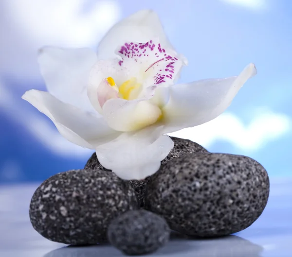 Натюрморт, с цветком орхидеи, дзен Стоковое Изображение