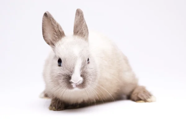 봄 아기 토끼 — 스톡 사진