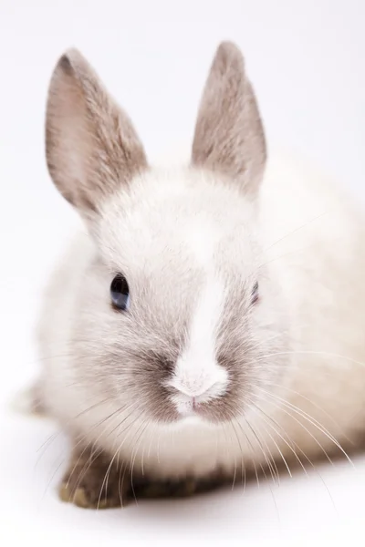 Bahar bebek tavşan — Stok fotoğraf