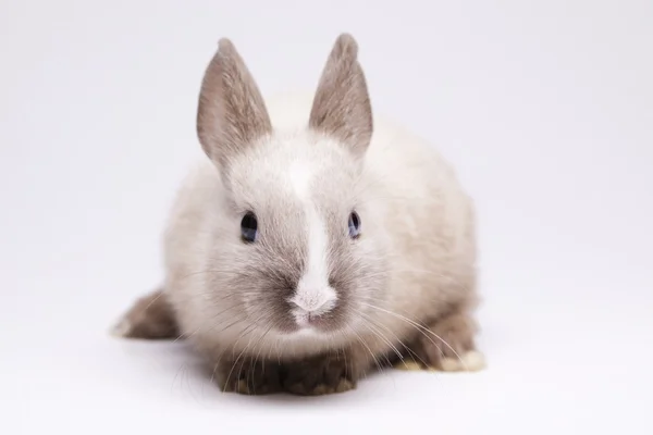 봄 아기 토끼 — 스톡 사진
