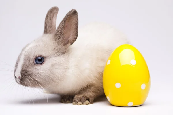 Wiosna baby królik — Zdjęcie stockowe