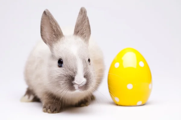Весенний кролик — стоковое фото