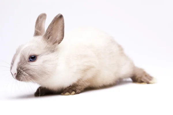 Lente baby bunny — Stockfoto